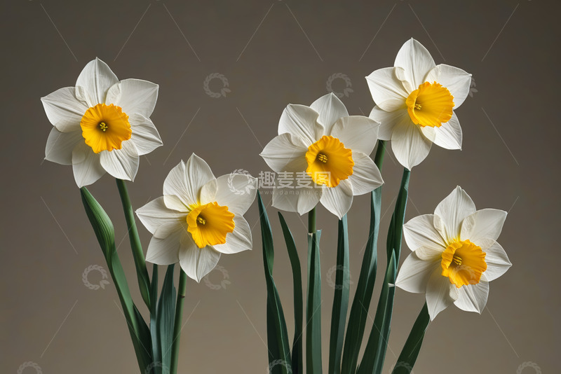 高清大图下载【趣麦麦图】白色水仙花卉特写