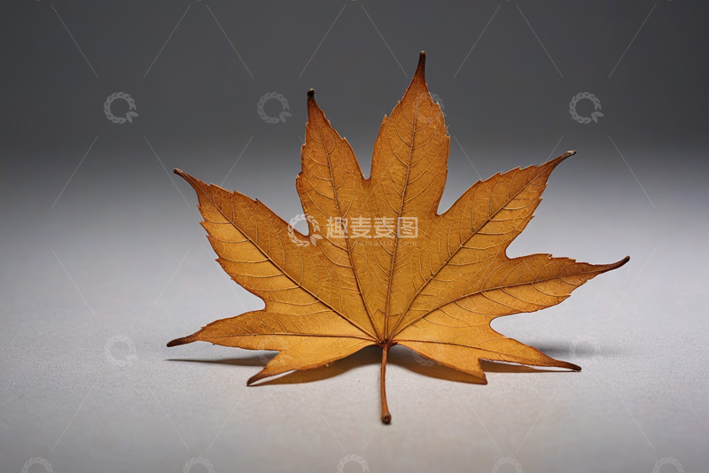 高清大图下载【趣麦麦图】单片枯叶特写