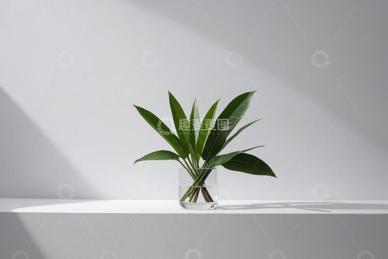 高清大图下载【趣麦麦图】透明花瓶中绿植特写