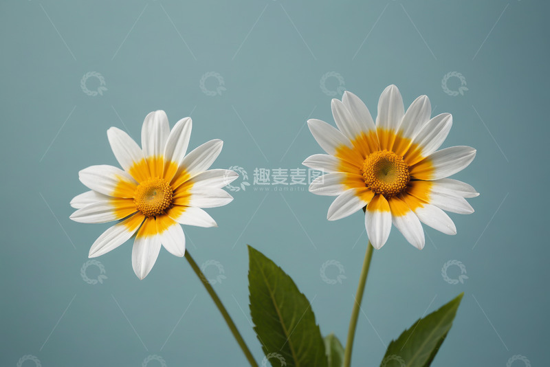 高清大图下载【趣麦麦图】两朵白色雏菊特写