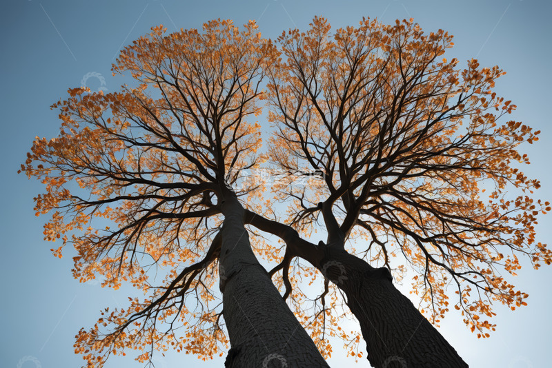 高清大图下载【趣麦麦图】秋日双树仰拍景象