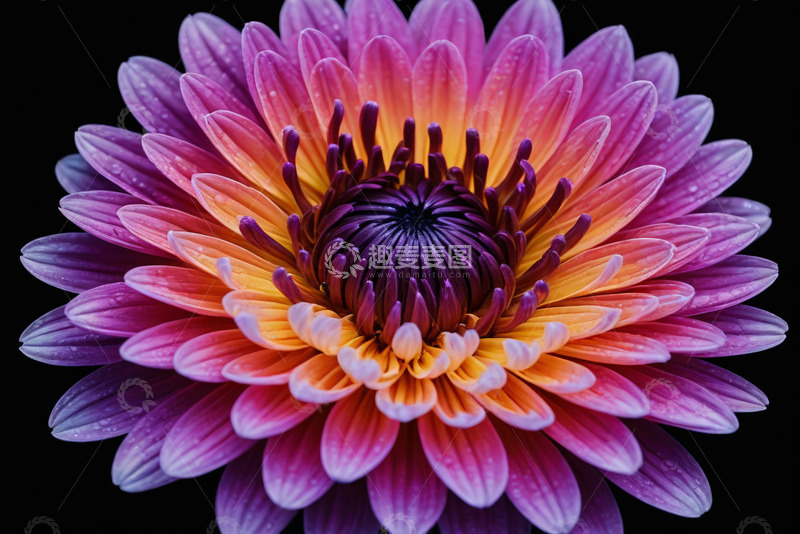 高清大图下载【趣麦麦图】多彩大丽花特写