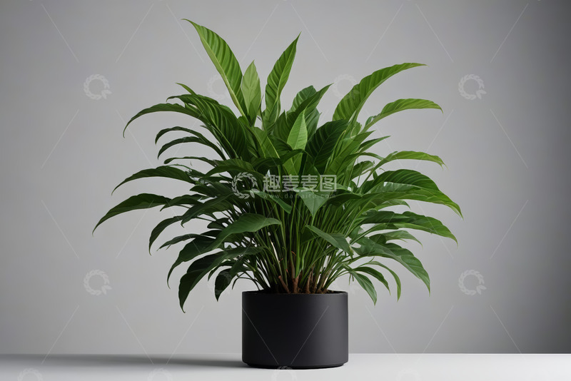 高清大图下载【趣麦麦图】黑色花盆中绿植特写