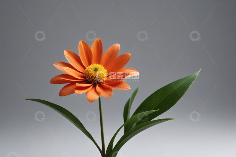 高清大图下载【趣麦麦图】橙色花朵特写