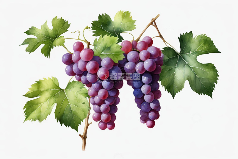 高清大图下载【趣麦麦图】枝头上的紫色葡萄与绿叶