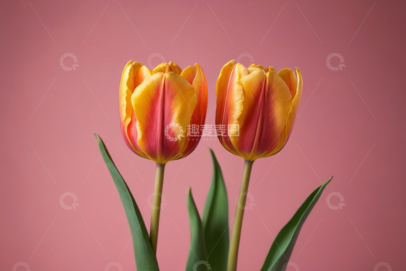 高清大图下载【趣麦麦图】红黄双色郁金香特写
