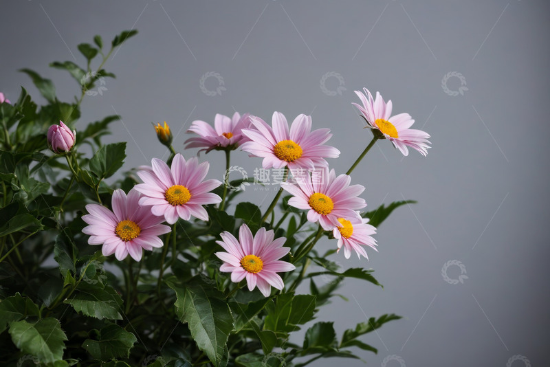 高清大图下载【趣麦麦图】粉色雏菊特写