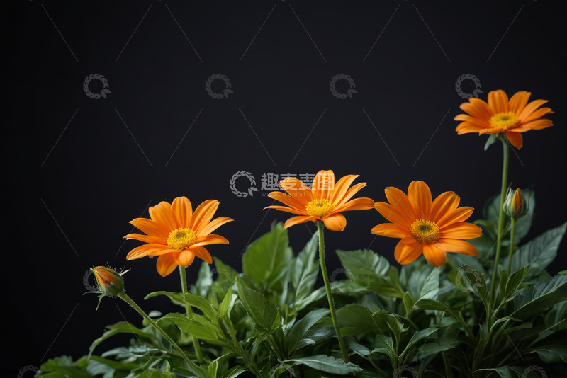 高清大图下载【趣麦麦图】橙色花朵绿叶特写