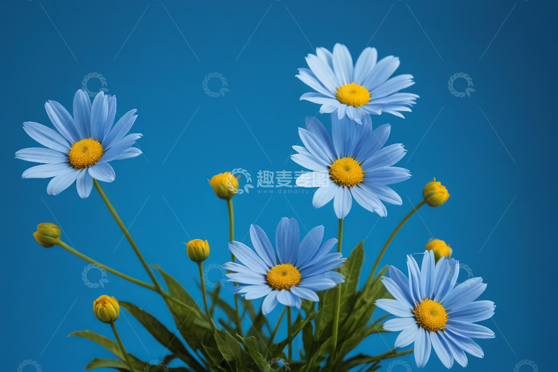 高清大图下载【趣麦麦图】蓝色雏菊花卉特写素材