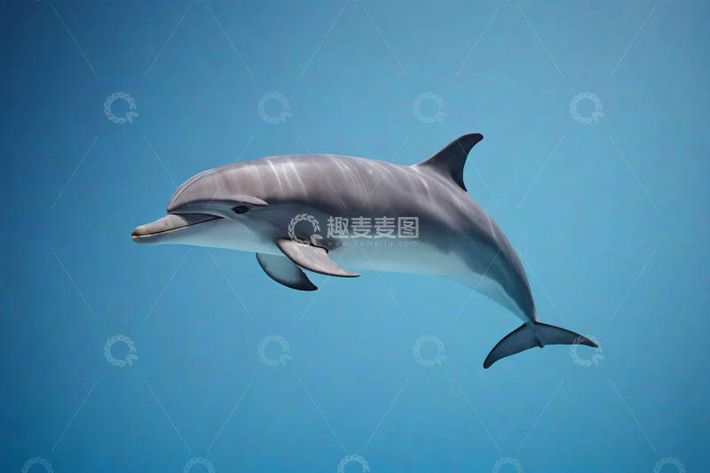 高清大图下载【趣麦麦图】海洋中畅游的海豚