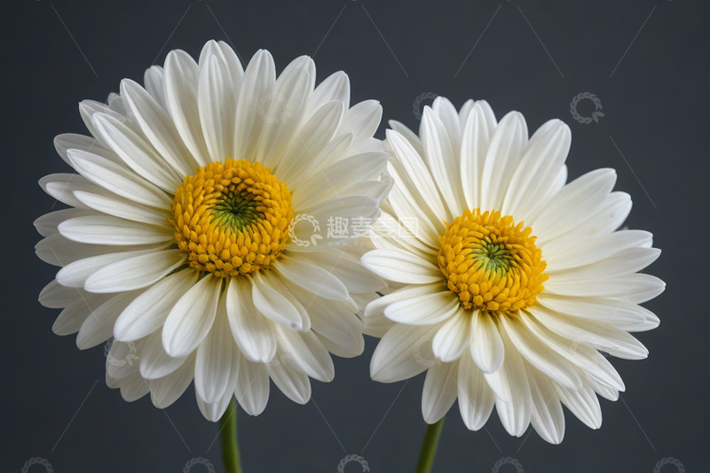高清大图下载【趣麦麦图】两朵白色雏菊特写