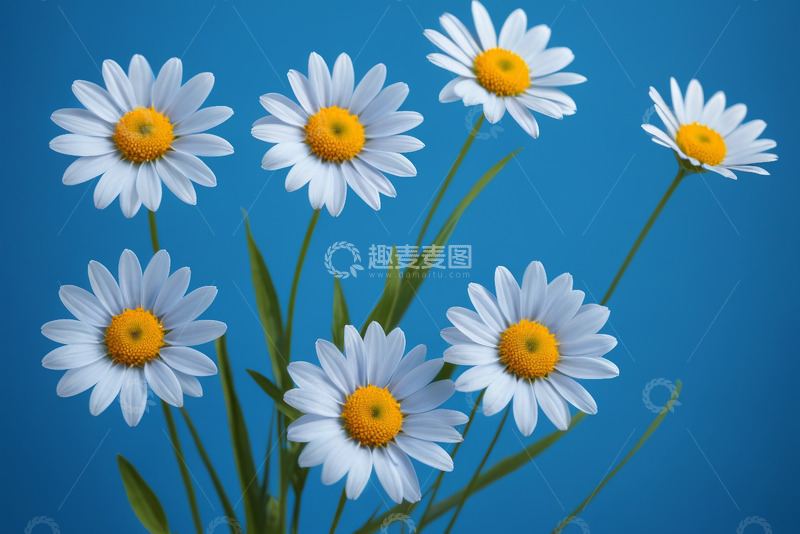 高清大图下载【趣麦麦图】蓝色背景下的白色雏菊