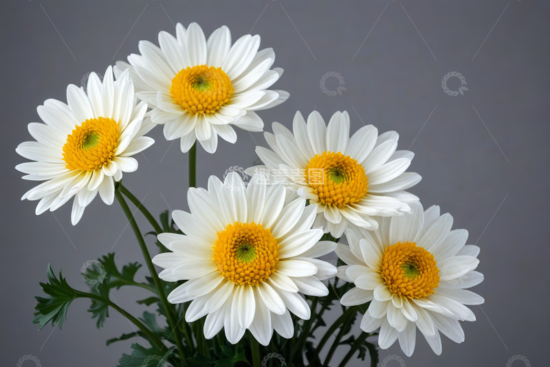 高清大图下载【趣麦麦图】白色雏菊花卉特写