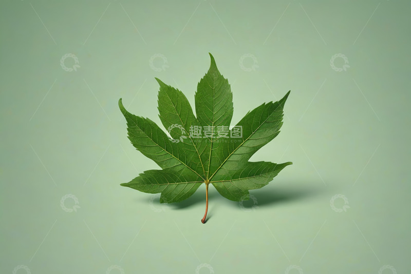 高清大图下载【趣麦麦图】绿色枫叶特写素材