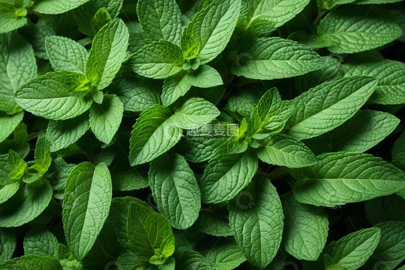 高清大图下载【趣麦麦图】清新薄荷叶特写