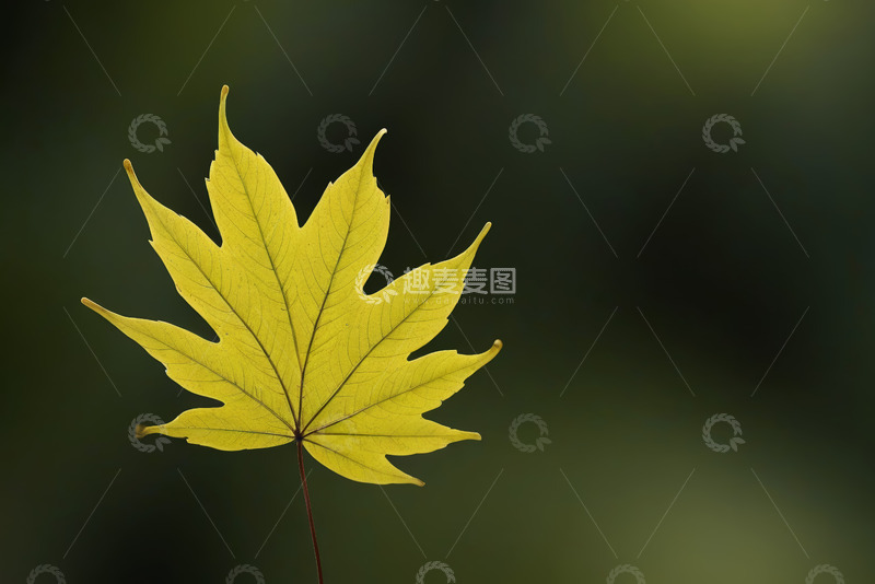高清大图下载【趣麦麦图】特写黄色枫叶自然背景