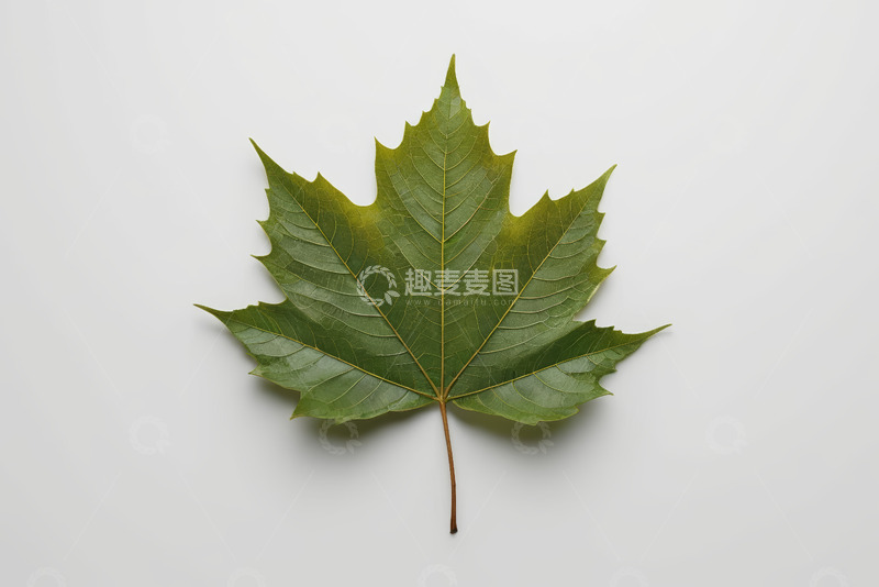 高清大图下载【趣麦麦图】绿色枫叶特写素材