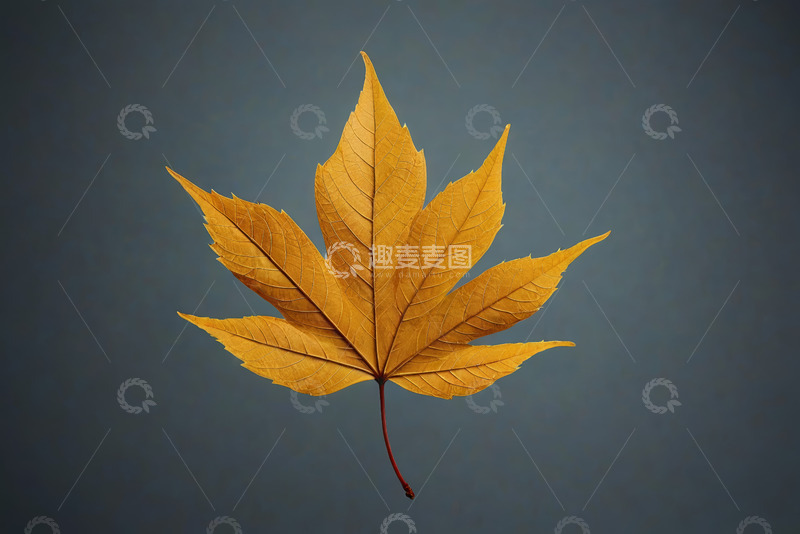 高清大图下载【趣麦麦图】黄色枫叶特写