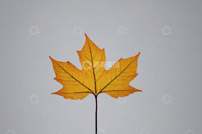 高清大图下载【趣麦麦图】单片枫叶特写