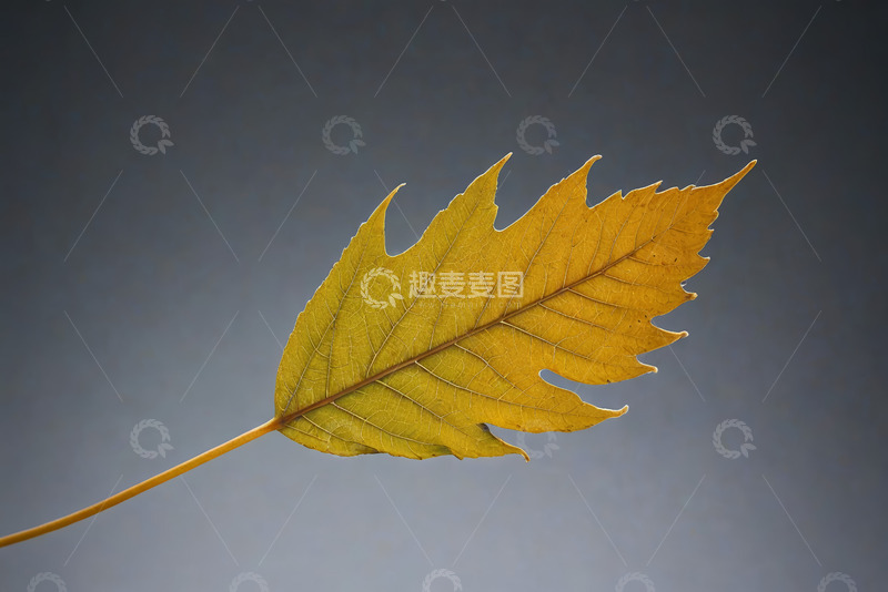 高清大图下载【趣麦麦图】黄色秋叶特写