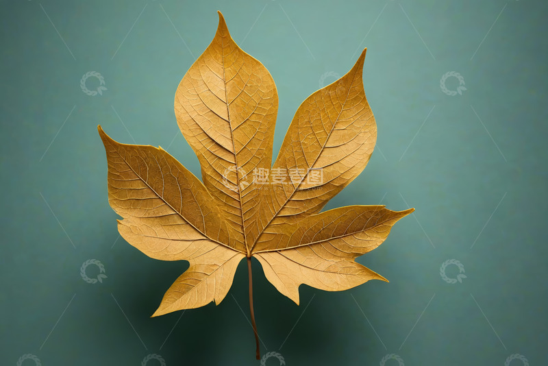 高清大图下载【趣麦麦图】金黄色枫叶特写