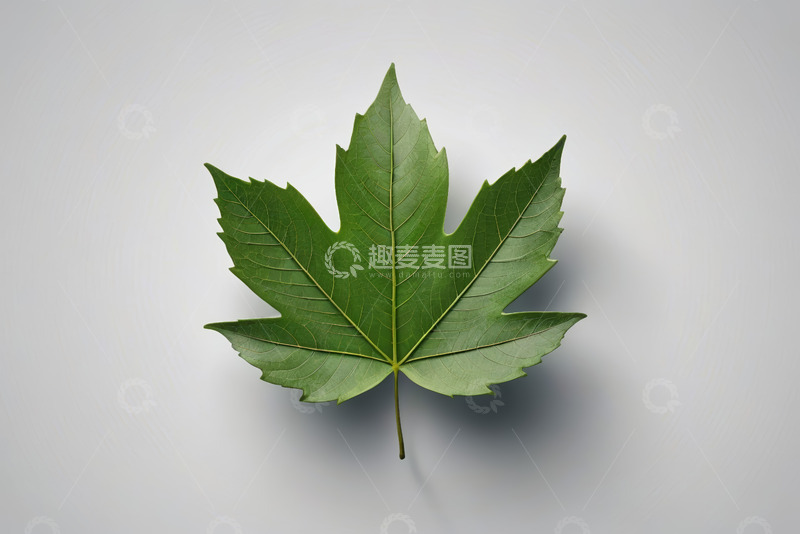 高清大图下载【趣麦麦图】绿色枫叶特写素材