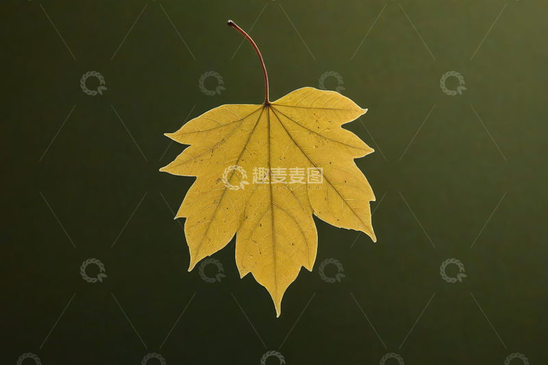 高清大图下载【趣麦麦图】黄色枫叶特写