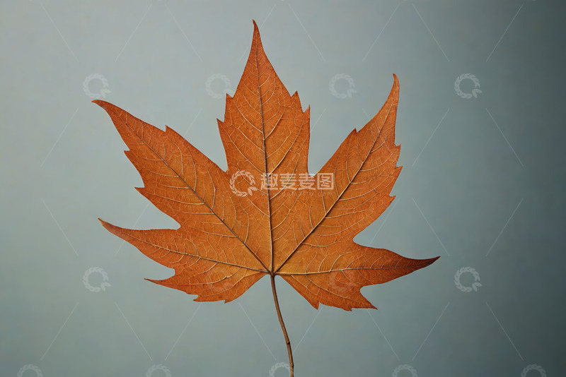 高清大图下载【趣麦麦图】橙红色枫叶特写