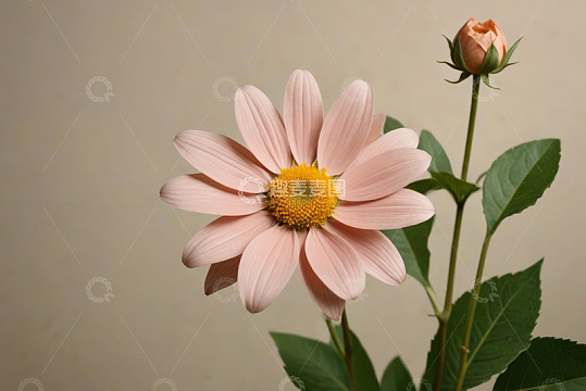 粉色雏菊特写