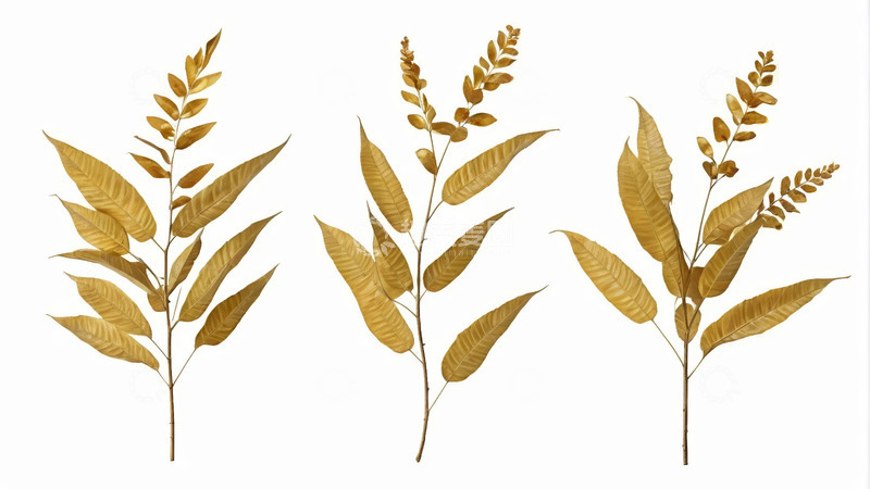 高清大图下载【趣麦麦图】金色植物枝叶素材