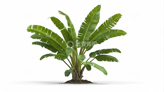 绿色香蕉植物素材