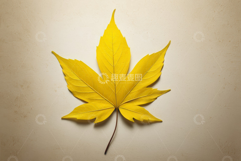 高清大图下载【趣麦麦图】黄色枫叶特写素材