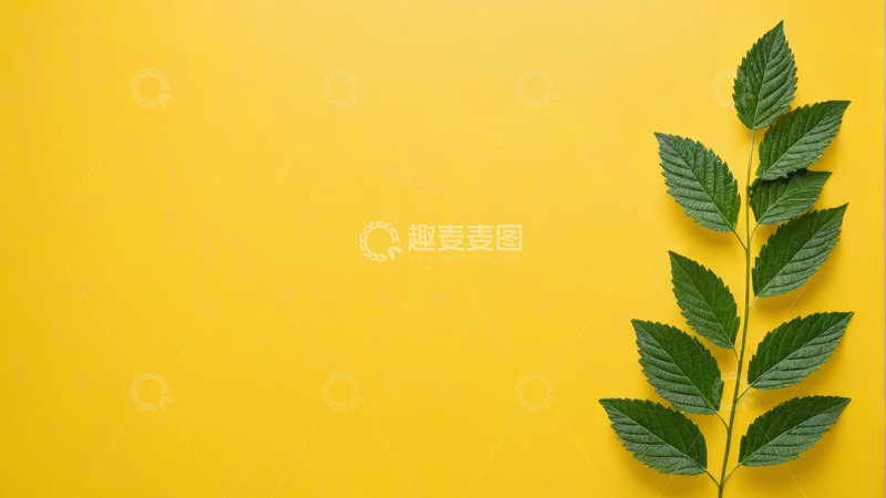 高清大图下载【趣麦麦图】黄色背景上的绿色枝叶