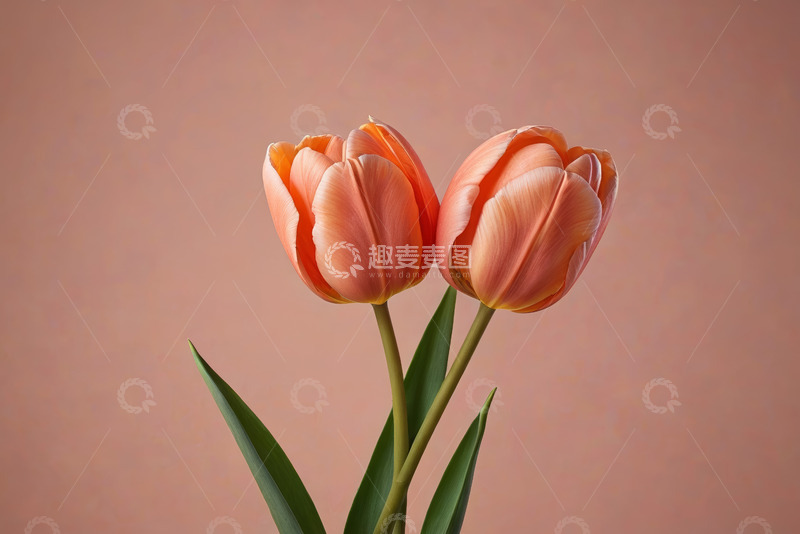 高清大图下载【趣麦麦图】两朵橙粉色郁金香特写