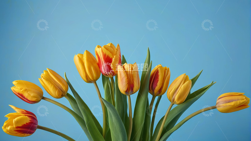 高清大图下载【趣麦麦图】蓝色背景黄色红色郁金香