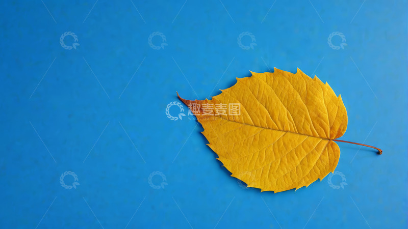 高清大图下载【趣麦麦图】蓝色背景上的黄色树叶