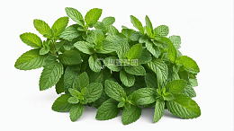 新鲜薄荷叶特写