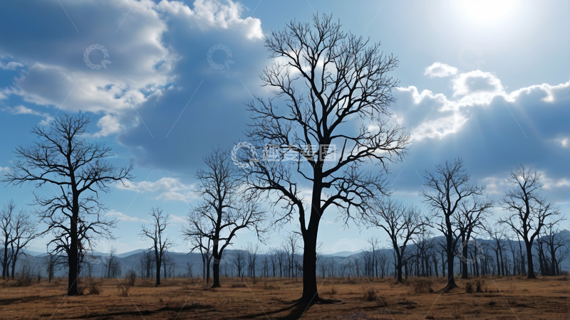 高清大图下载【趣麦麦图】户外光秃树木与蓝天白云景象