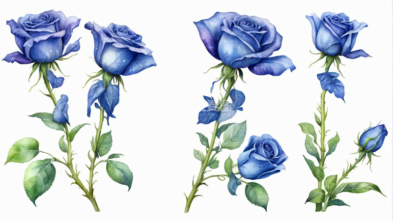 高清大图下载【趣麦麦图】蓝色玫瑰花插画素材
