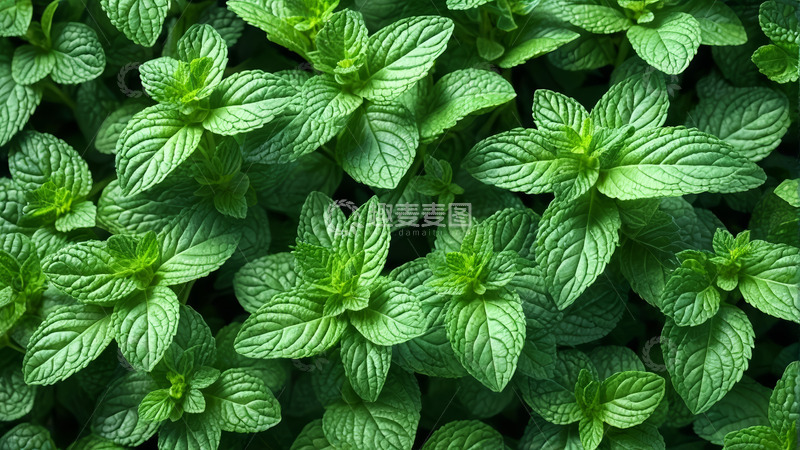 高清大图下载【趣麦麦图】绿色薄荷叶特写