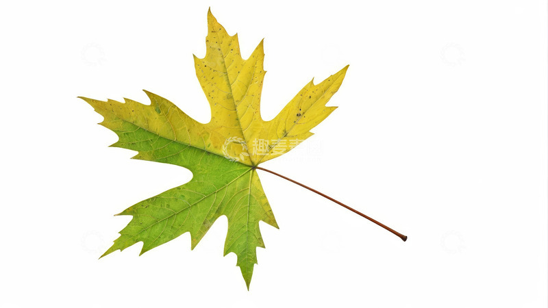 高清大图下载【趣麦麦图】黄绿相间的枫叶特写