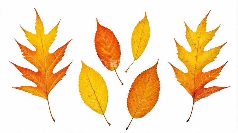 高清大图下载【趣麦麦图】秋季多彩树叶特写