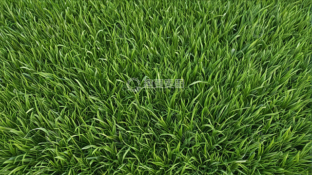 绿色茂盛草地自然景观