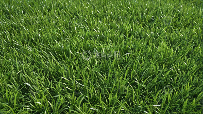 高清大图下载【趣麦麦图】翠绿草地自然景观