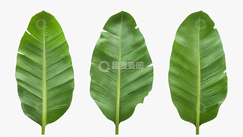 高清大图下载【趣麦麦图】三片绿色宽大香蕉叶素材
