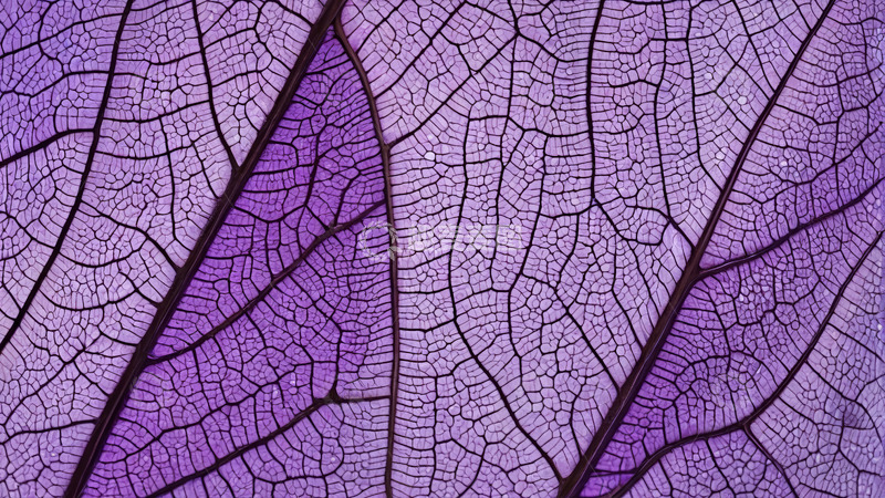 高清大图下载【趣麦麦图】紫色叶子纹理特写