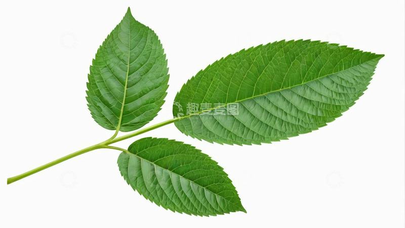 高清大图下载【趣麦麦图】绿色植物叶片特写