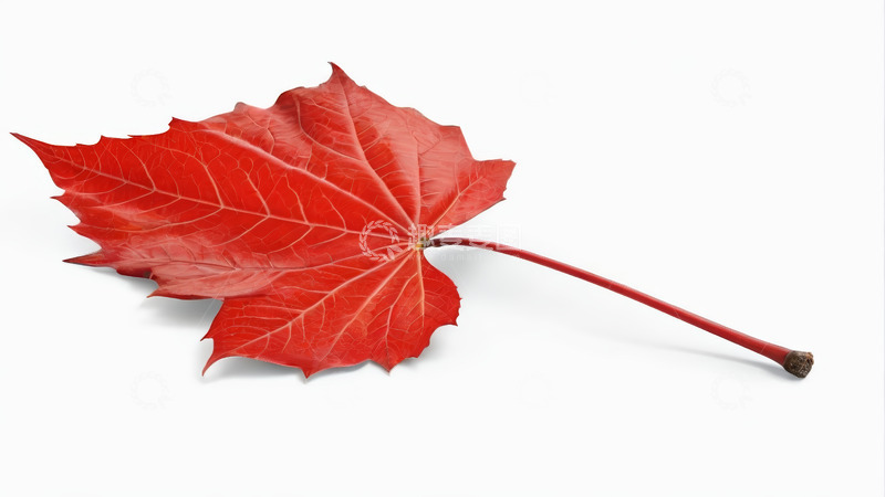 高清大图下载【趣麦麦图】红色枫叶特写