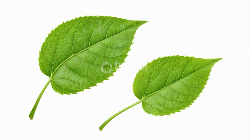 高清大图下载【趣麦麦图】两片绿色植物叶片特写