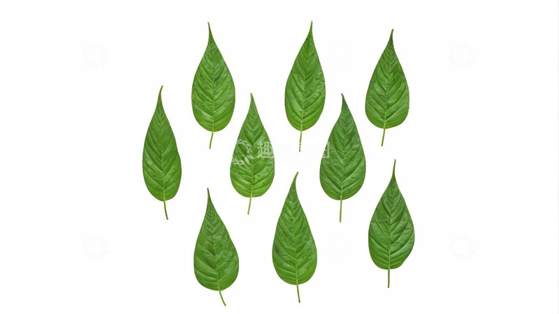 高清大图下载【趣麦麦图】绿色植物叶片特写素材